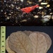 Indian Almond Leaves "Freshwater Shrimp Tank" - Betta Tanks