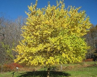 50 Osage Orange Tree Seeds, Maclura pomifera