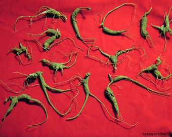 25+ yr XL Wild American Ginseng Root 4oz NC Certified, Xi Yang Shen Herbal Tonic