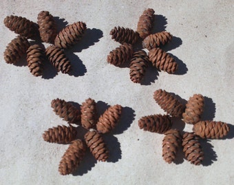 Pine cones collection of 24, from Big Bear Lake, CA. 1-1/4" long pinecones wedding decor cabin decor craft supplies holiday decor mountain