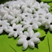 White bullet or bubble shell rosette-7 rosettes per package, Island jewelry, Tahitian costume