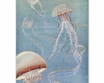 Jellyfish Wall Art, Ocean Decor (Vintage Beach House Art, Office Wall Art) --- "Rosebud Jellyfish" No. 311