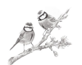 Bird Pencil Drawing, Blue Tit, Bird Branch Art, British Bird, Bird Art Print, Animal Art Sketch, Woodland, Forest, Home Wall Decor, Nature