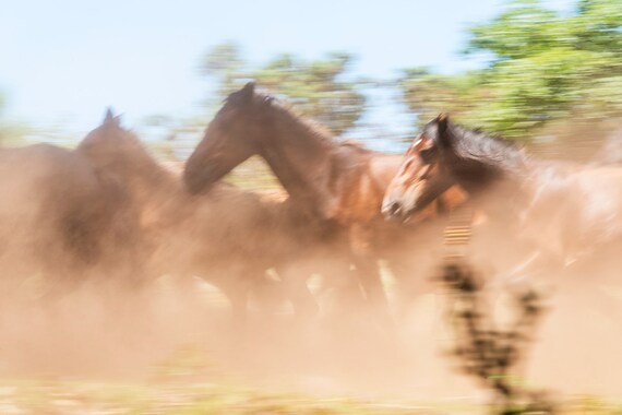 Horse Print, 'THE HERD 2', Equine Print, Galloping Horses, Herd Of Horses, Spanish Horses