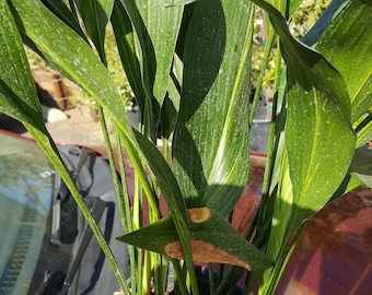 Aspidistra elatior - Cast iron plant - 2 Feet Tall - Ship in 1 Gal Pot