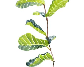 Fiddle Leaf Fig Watercolor Art Print. Botanical Painting.