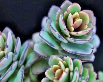 Succulent Live Plant Kalanchoe fedtschenkoi -Lavender Scallops