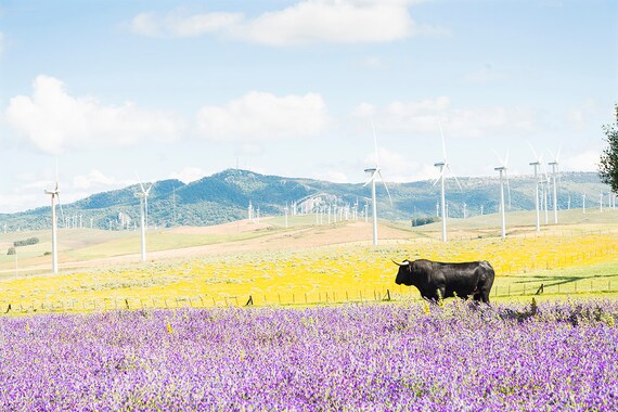Black Bull Amongst Flowers