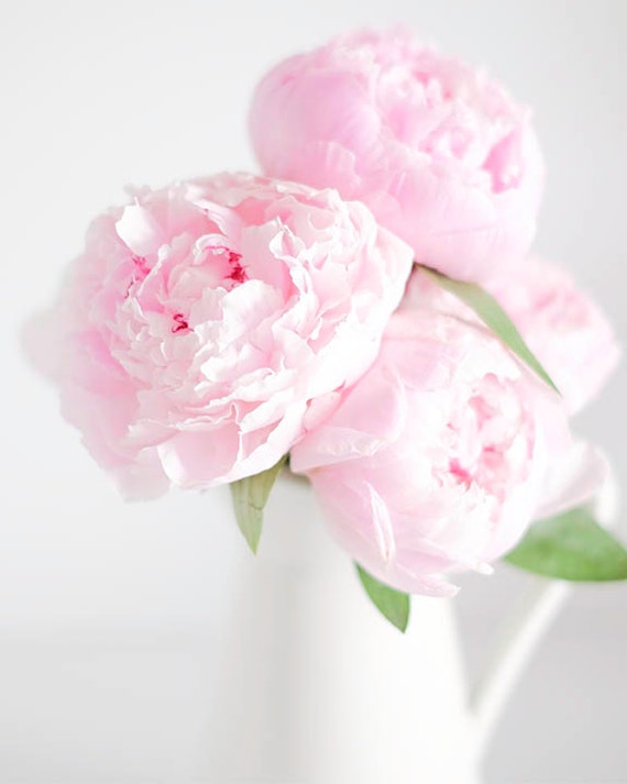 Peony Photography Pink Peonies Photography Print Pink