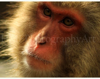 Snow Monkey Photography