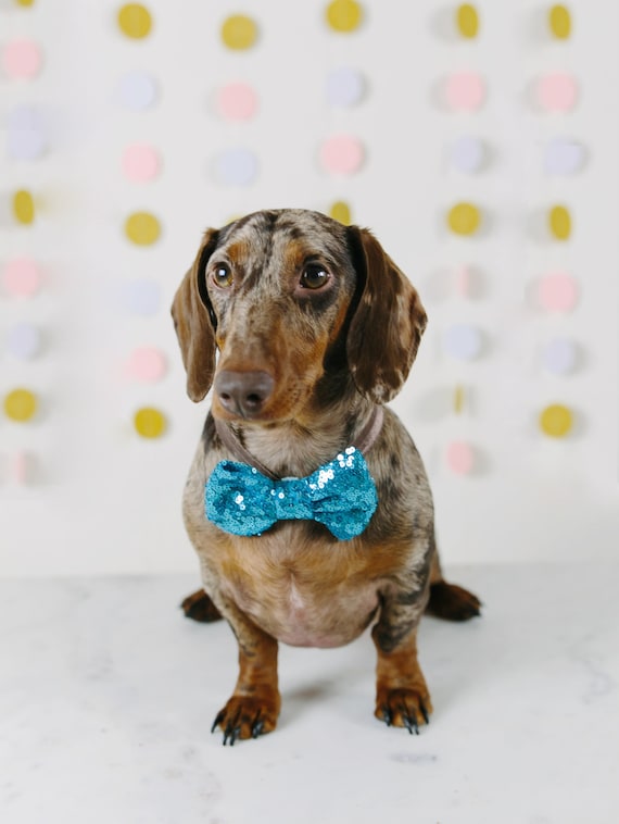 Bowtie for Dog|| Dog Bow Headband || Dog Neck Tie || Pet Bow Tie || Dog Clothes