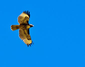 Red Tail Hawk in Flight full color