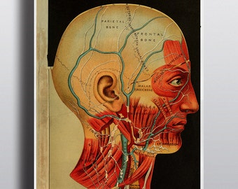 Antique 1800s Anatomy Poster Anatomy Print Science Chart Human Head Print Vintage Anatomy Human Body Antique Medical Wall Decor Old Print
