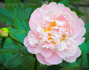 Late May II - Floral Spring Photo Print