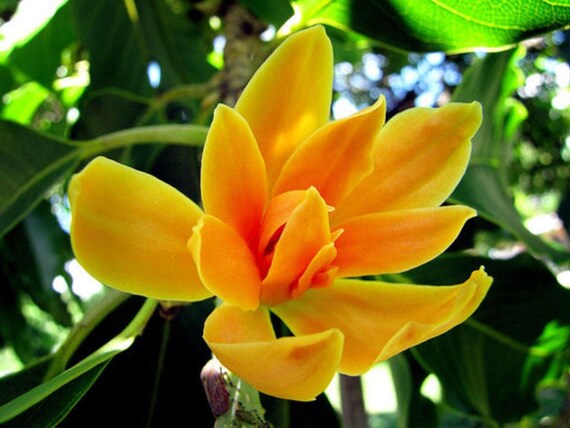 Seeds of Rare Precious Magnolia Michelia Champaca