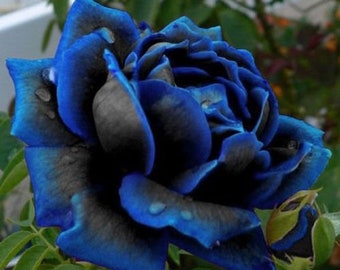 20 Midnight Blue Rose Flower Seeds, Rare Garden Plant