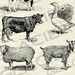 Vintage Farm Animal Illustrations Printable Farm Animals