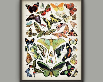 Antique Butterfly Illustration Wall Art Poster - Antique French Butterfly Book Plate Wall Art - Butterfly Picture Home Decor (AB376)