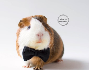 Bow tie for guinea pig