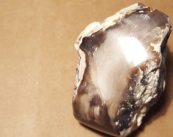 Beautiful Polished Petrified Wood specimen