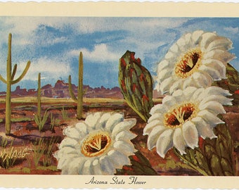 Arizona State Flower - Saguaro Cactus Blossom Vintage Postcard Signed Artist Ken Haag (unused)