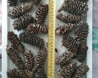 30 Banksia Pods