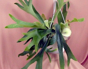 Staghorn Fern 6.5 Inch Hanging Plant (FREE SHIPPING)