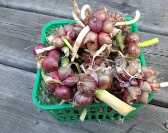 Egyptian Walking Onion 'Csongrádi' Hungarian heirloom, 10 bulblets