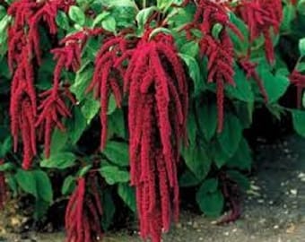 Amaranthus (Love Lies Bleeding) Edible Annual fresh 2017 seeds from my own plants, spectacular in a or container