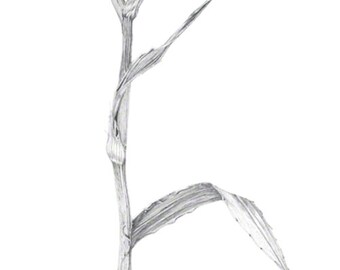 Rattlesnake Master, prairie plant drawn in winter, graphite drawing, black and white