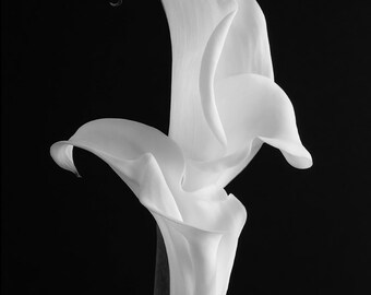 Black and White flower photography, Calla Lily, Nature, Flower photo, floral wall decor, elegant wall art, fine art photography print