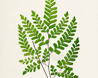 Maidenhair Fern Art Print, Botanical Art Print, Fern Wall Art, Fern Print, Botanical Print, Home Decor, green art print