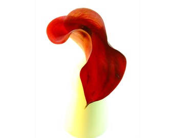 Floral Still Life Calla Lily 1