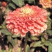 Zinnia Gigantica Salmon Rose * 25 Seeds ...seeds galore