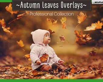 Autumn Leaves Overlays, PNG, Falling Leaves , Fall leaves, Autumn Leaf, realistic, natural look, mini session