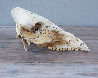 Hog Skull Real Skull, Wild Boar Natural Found Taxidermy Curiosities Collection Teeth Animal Anatomy