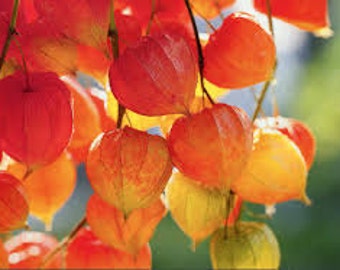Chinese Lantern Seeds, Physalis Alkekengi, Ground Cherry, Perennial Plants, Florist Flower Arrangement Plant, Orange Pods