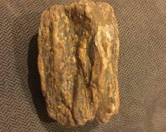 Petrified wood 4 in specimen FREE SHIP USA