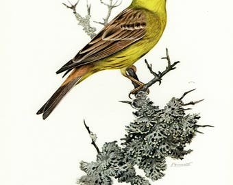 Vintage lithograph of the yellowhammer from 1956