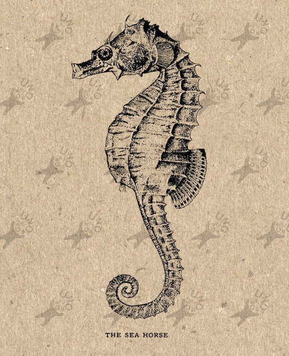 Vintage image Seahorse Nautical Instant Download Digital