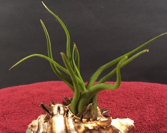 Air plant in a seashell