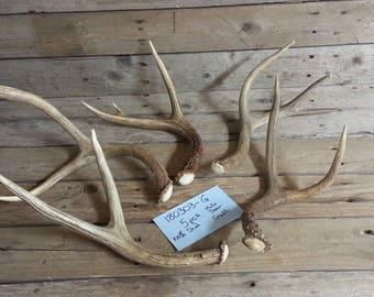 Bulk Lot of 5 Small Shed Mule Deer Antlers - Lot No. 180303-G