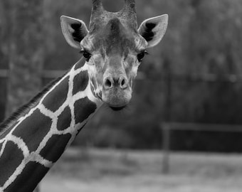 Giraffe--giraffe picture,giraffe photography,giraffe wall hanging,giraffe wall prints,giraffe wall art, giraffe photograph,giraffe image