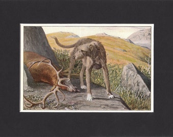 Scottish Deerhound 1919 Vintage Dog Print by Louis Agassiz Fuertes Print Mounted Deerhound Print Scottish Deerhound Picture