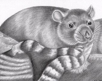 Rat Pencil Portrait - Rat Snuggling Up - Original Drawing in Pencil, A5 sized