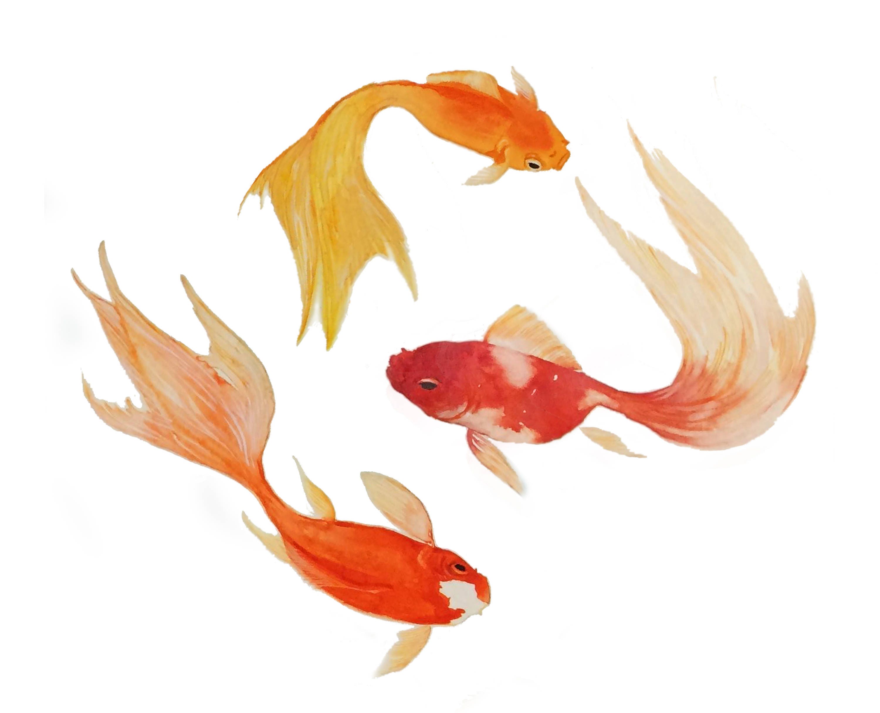 Goldfish Artwatercolor Goldfish Painting Art Printpainting