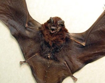 SPREAD CYNOPTERUS medius Real Taxidermy bat