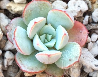 Echeveria Subcorymbosa Lau 026 Rare Beautiful Unique Unusual Korean Succulent 1 inch rooted