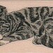 Rubber stamp Cat in a crown sleeping unMounted scrapbooking supplies number 14327