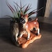 Vintage Boxer Dog planter, succulent holder, airplant holder, pot, made in Japan, 1960's, collectible dog, small planter
